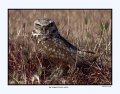 1406 burrowing owl